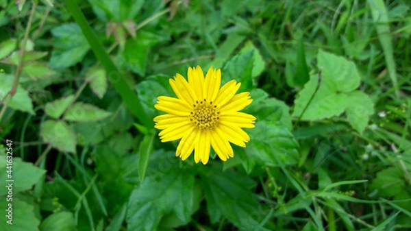 Fototapeta yellow flower