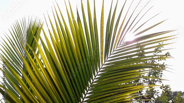 Obraz palm tree leaves