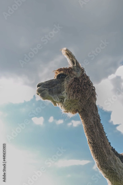 Obraz close up of a alpaca