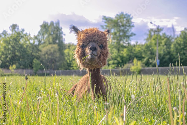 Obraz alpaca on the grass