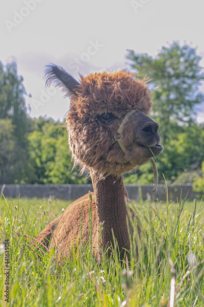 Obraz alpaca in the grass