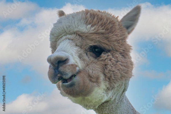 Obraz alpaca with sky