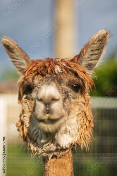 Obraz close up of an alpaca