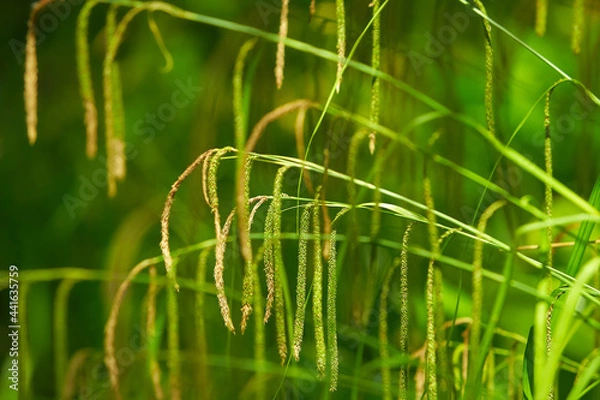 Obraz Carex pendula Grass, pendulous sedge or Weeping Sedge