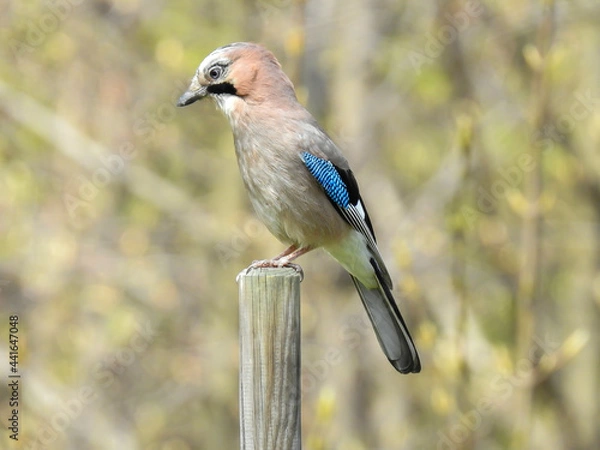 Fototapeta Garrulus glandarius Eurasian jay, jay, acorn jay - a species with the diameter of a bird from the crow family, inhabiting Eurasia and North-West Africa.