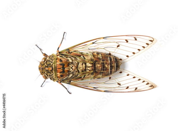 Fototapeta cicada insect