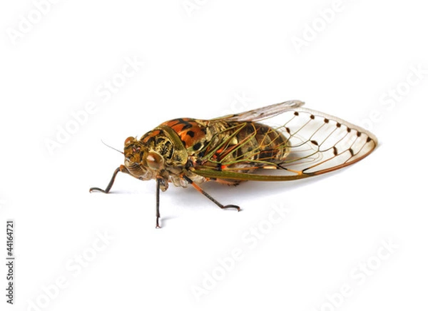 Fototapeta cicada insect