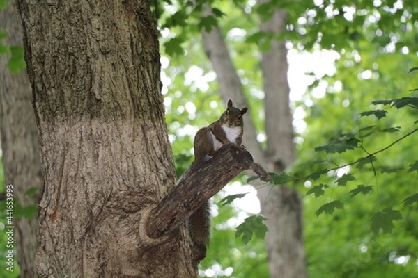 Obraz Wild Squirrel outside in nature 