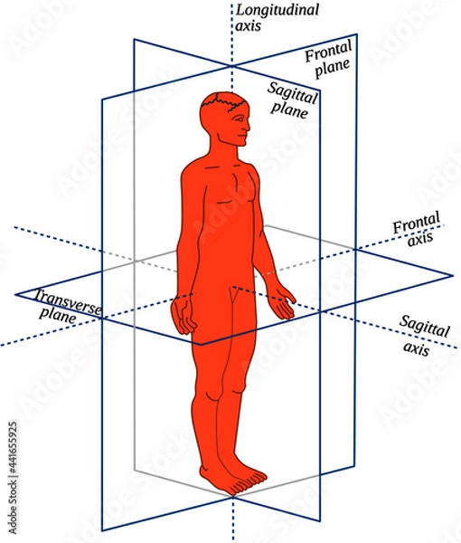 Obraz Anatomical Planes and axes in a Human-All body movements occur in different planes and around different axes
