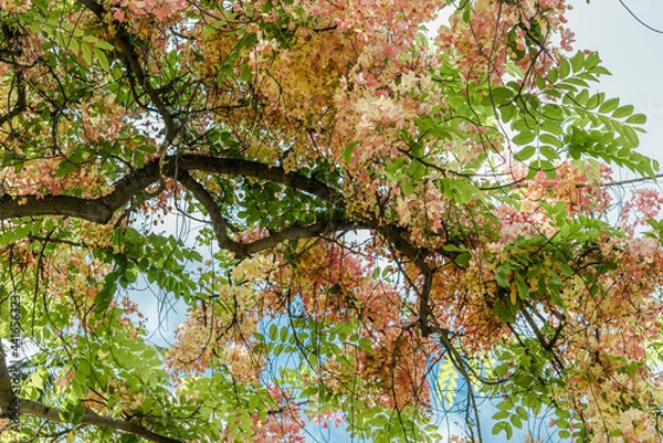 Obraz Flowers, Cassia javanica, Java cassia, pink shower, apple blossom tree and rainbow shower tree,  family Fabaceae. Ainahau Triangle / Fort DeRussy Beach Park, Waikiki, Honolulu, Oahu, Hawaii