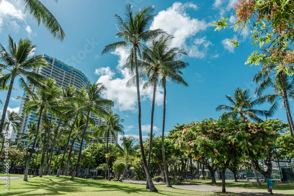 Obraz The Ritz-Carlton Residences, Waikiki Beach. palm tree. Ainahau Triangle Waikiki, Honolulu, Oahu, Hawaii. 