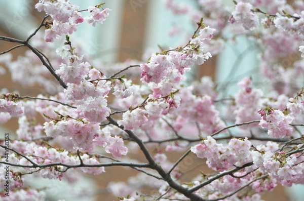 Obraz sakura blossom