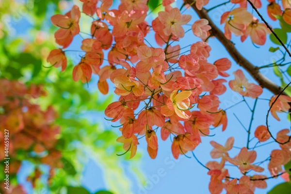 Fototapeta Flowers, Cassia javanica, Java cassia, pink shower, apple blossom tree and rainbow shower tree, family Fabaceae. Ainahau Triangle / Fort DeRussy Beach Park, Waikiki, Honolulu, Oahu, Hawaii