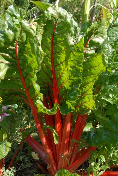 Obraz roter Mangold 2