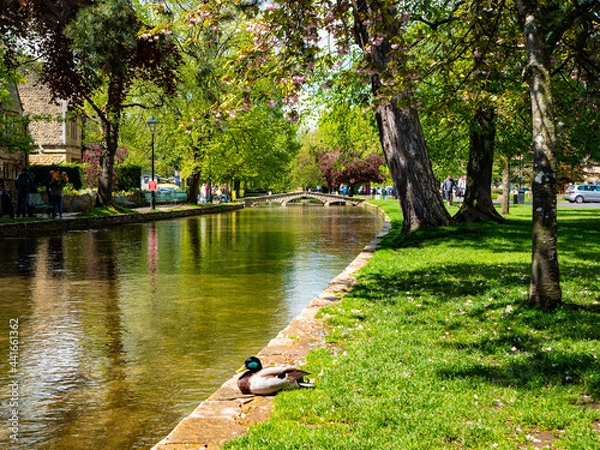 Fototapeta A mallard duck rests beside the River Windrush running through Bourton-on-the-Water – a rural English village nicknamed 'The Venice of the Cotswolds'. 