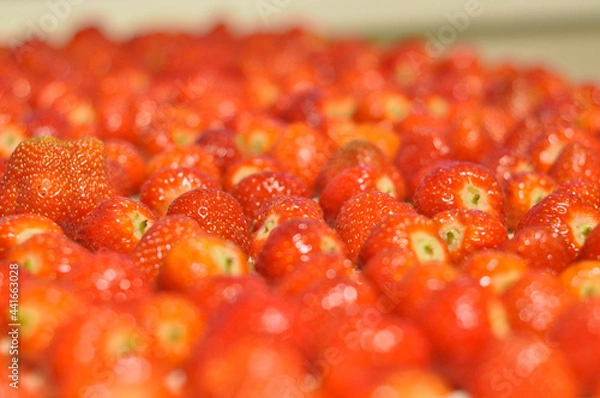 Fototapeta red, berry background from strawberry close-up. freshness and sweet