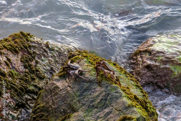 Fototapeta Crabs exploring near the water, South Ari Atoll, Maldives