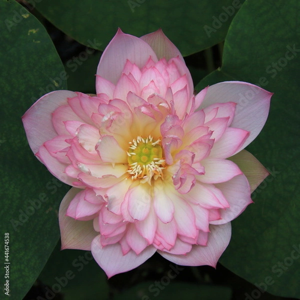 Obraz Lotus in 2021 ShenZhen HongHu lake