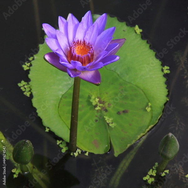 Obraz Lotus in 2021 ShenZhen HongHu lake