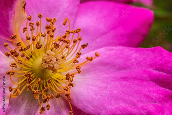 Obraz 薔薇（ロサ・ガリカ）