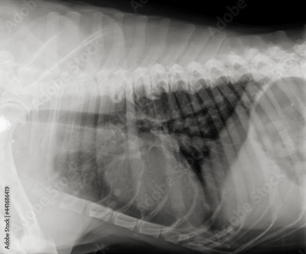 Obraz Dog chest  thorax x ray