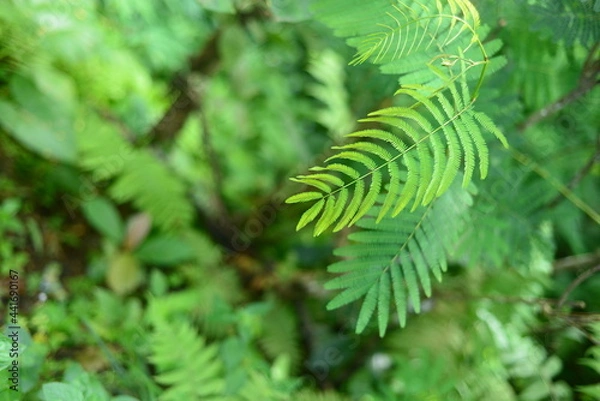 Fototapeta Close up nature view of green leaves on blurred greenish background in park with copy space using natural green plant background landscape, ecology, fresh wallpaper concept.