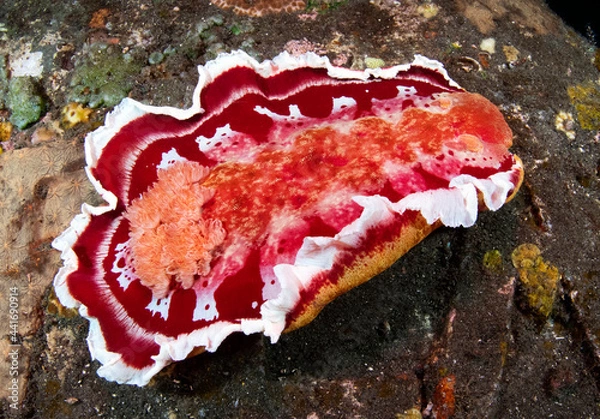 Fototapeta A giant nudibranch (sea slug) - Spanish Dancer - Hexabranchus sanguineus is "dansing" in the night. Underwater world of Tulamben, Bali, Indonesia.	