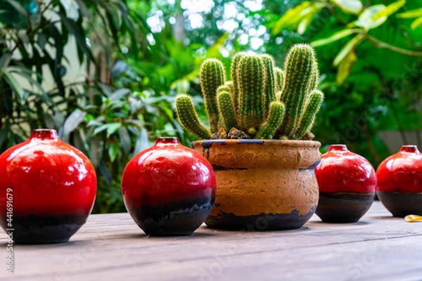 Obraz cactus in garden