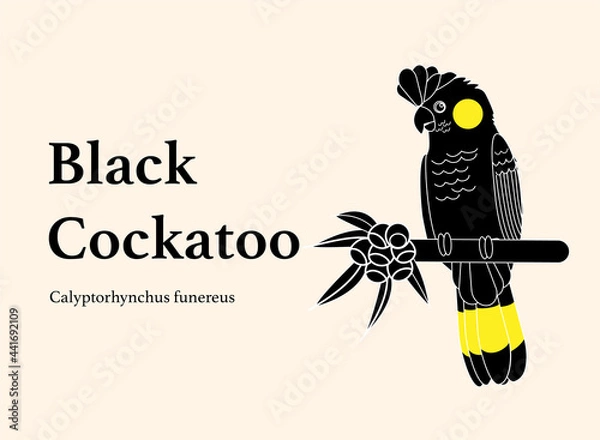 Obraz A black cockatoo design vector