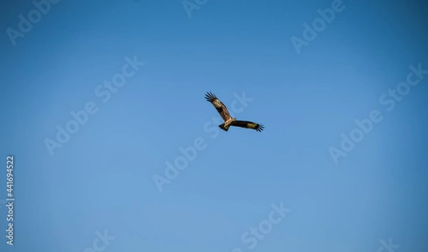 Fototapeta eagle in flight