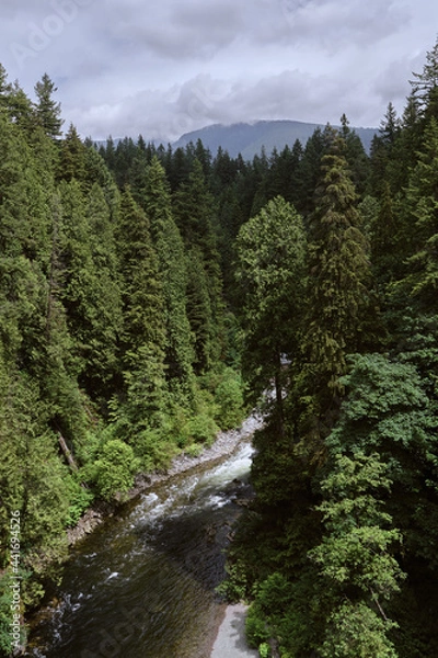 Obraz river in the forest