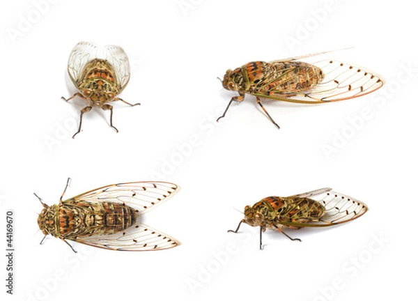 Fototapeta set of cicada insect