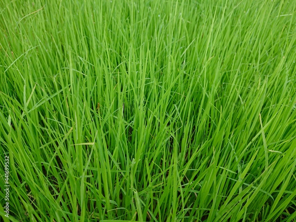 Fototapeta green grass background