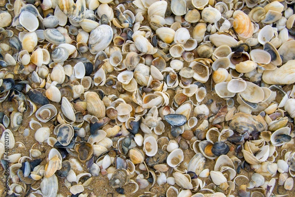 Fototapeta shells scattered on the sand. sea shore of shells