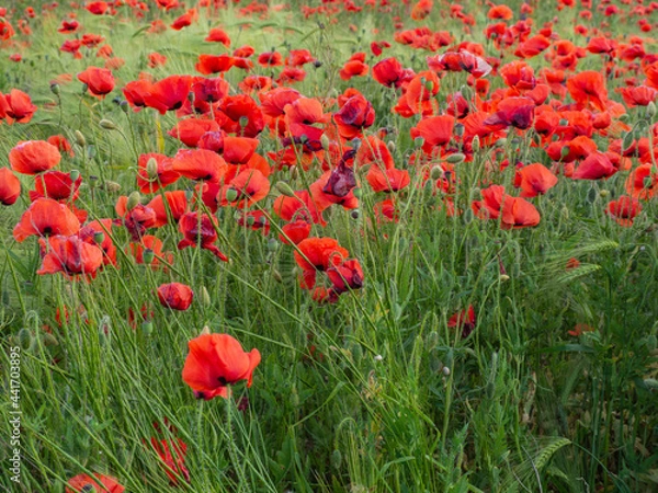Fototapeta Red poppies bloom in a wild field. Beautiful field red poppies with selective focus. Red poppies in the soft light. Glade of red poppies. Soft Focus Blur