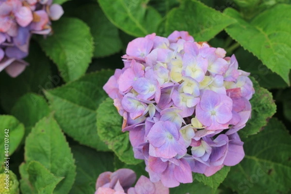 Obraz hydrangea flowers, あじさい, アジサイ