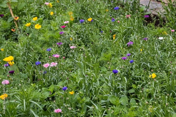 Fototapeta Detail of field with Summer flowers