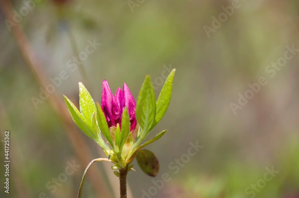 Obraz 비슬산 풍경들