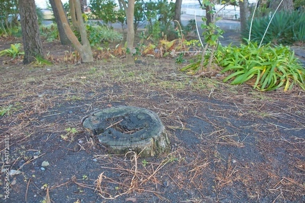 Obraz 公園の切り株