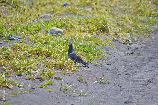 Obraz 海岸を散歩するハト