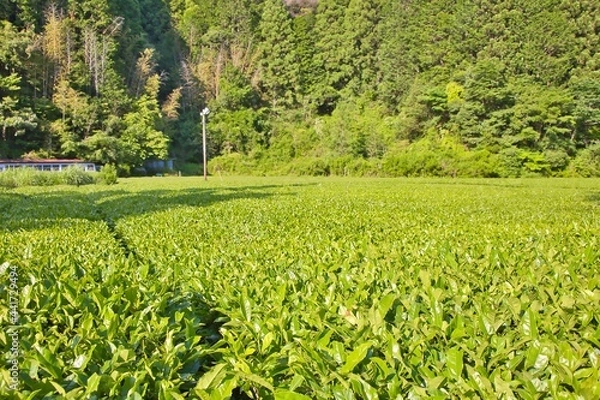 Obraz お茶畑