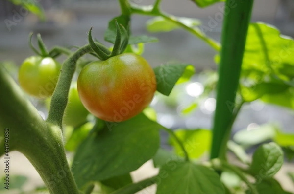 Obraz 憧れの自給自足の生活