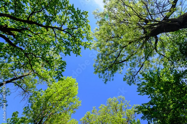 Fototapeta Many large old green trees towards clear blue sky in a sunny spring day, beautiful outdoor background photographed with selective focus.