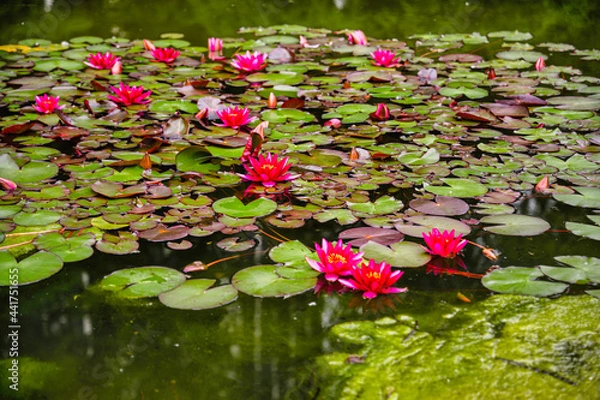 Obraz Blumen in Hamburg