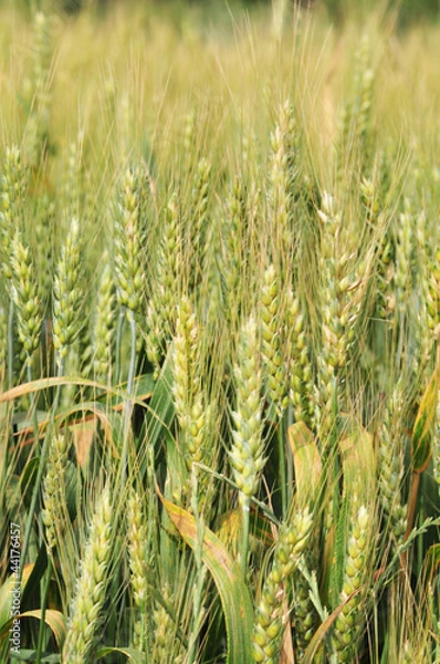 Obraz Green Wheat