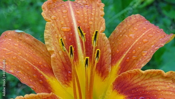 Obraz orange flower with water drops