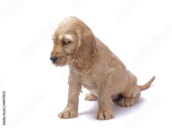 Fototapeta cocker spaniel