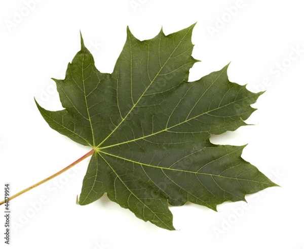 Obraz maple leaf