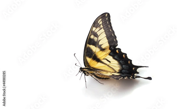 Obraz Tiger Swallowtail