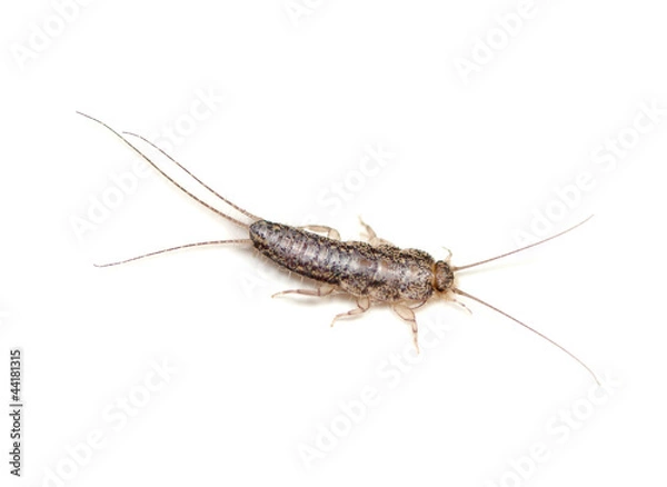 Fototapeta Silverfish